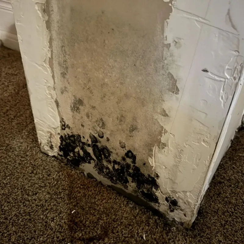 Professional Mold Removal in North Branch, MI